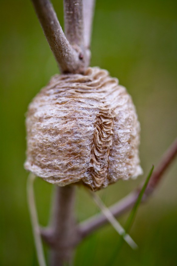 Praying Mantis Egg Pod - Up Close, © Jeff Goldberg via Flickr