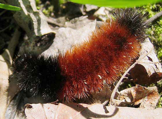 woolly bear caterpillar, larva of the Isabella moth, © Tony Di Terlizzi