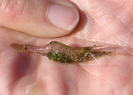 Photo courtesy David Argent, University of Pennsylvania, and the U.S. Geological Survey