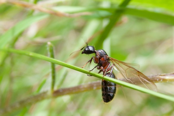 iStock-ant-winged