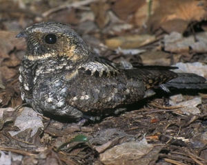 Eastern whip-poor-will, photo courtesy of Audubon, Warren Greene/VIREO