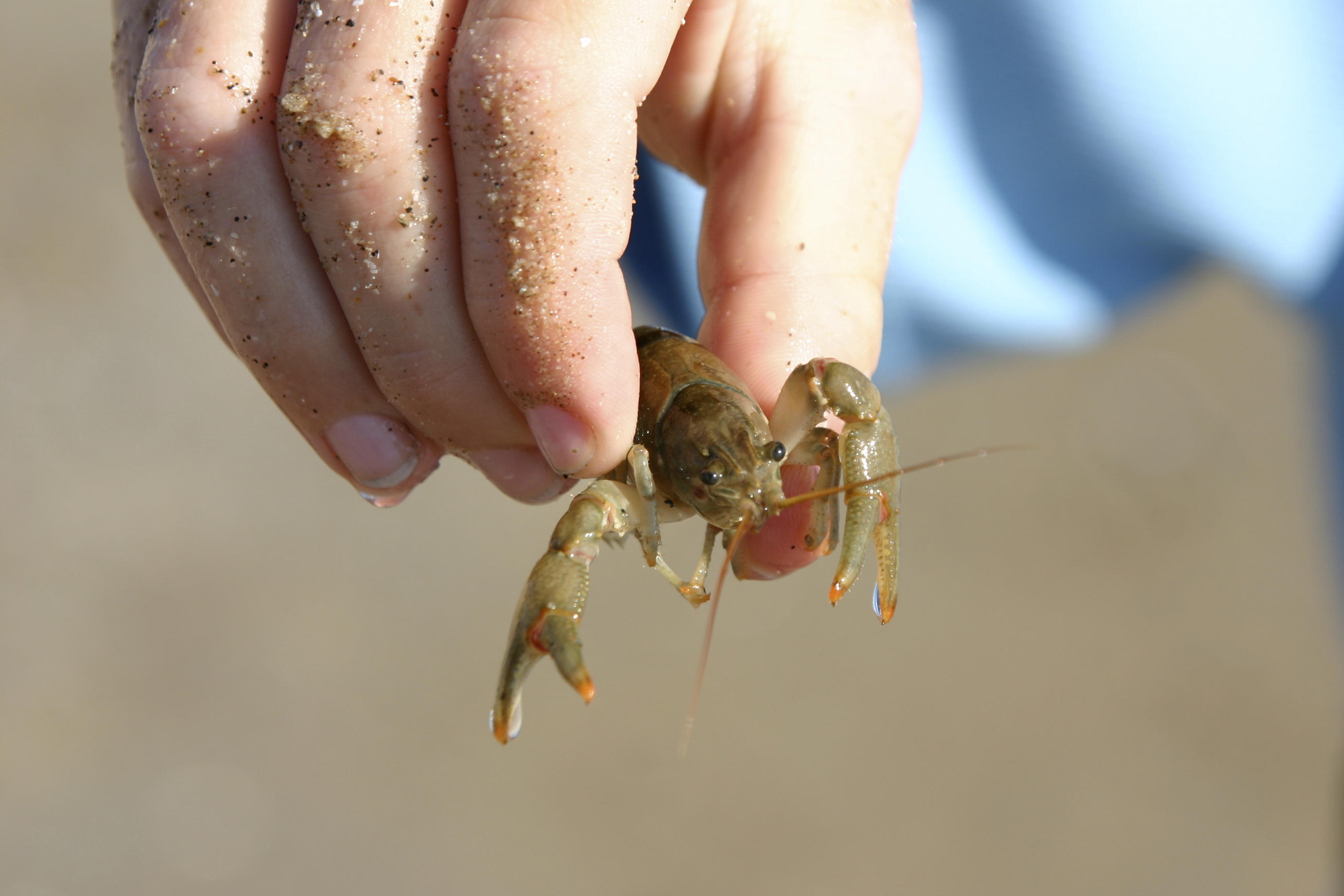 Crayfish tales | Lake County Nature