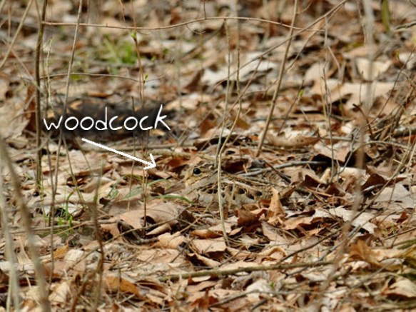 woodcock-A
