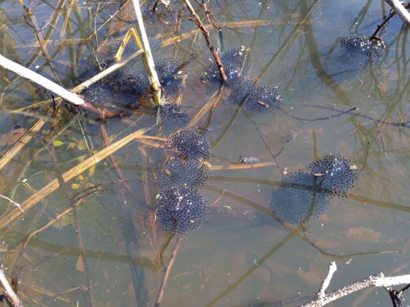 wood frog communal egg nest