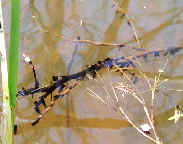 photo-tadpoles