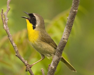 Common_Yellowthroat_l07-40-063_l_1
