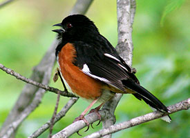 eastern_towhee_glamor