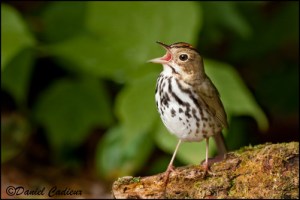 Ovenbird_4893-01