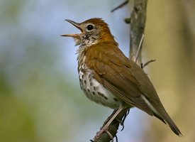 wood_thrush_glamor