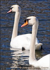 Mute swans in Libertyville, IL