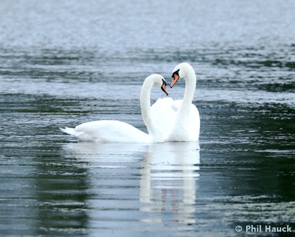 Mute swans at Rollins Savanna © Phil Hauck