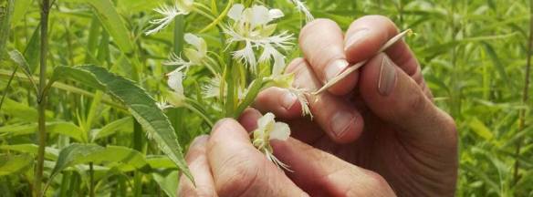 orchid hand pollination