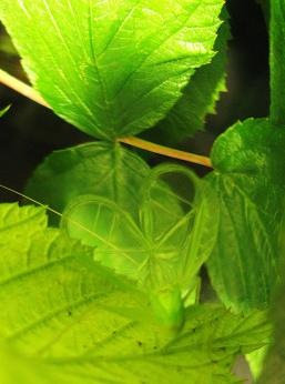 snowy tree cricket singing
