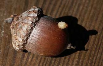Acorn_Grub