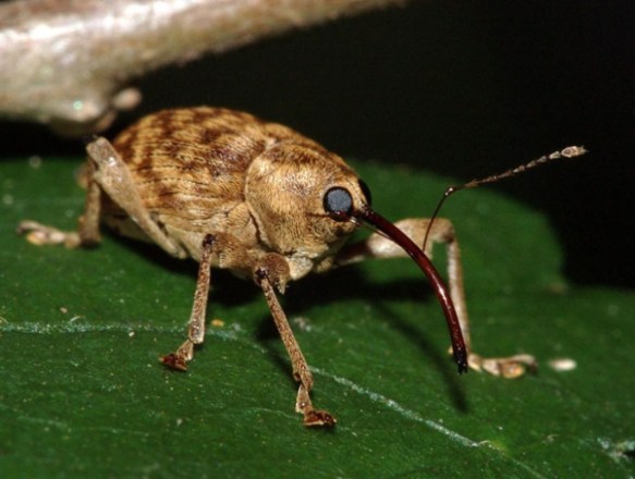 aweevil