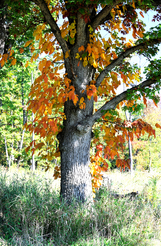 2948752394_41c95399f4_b