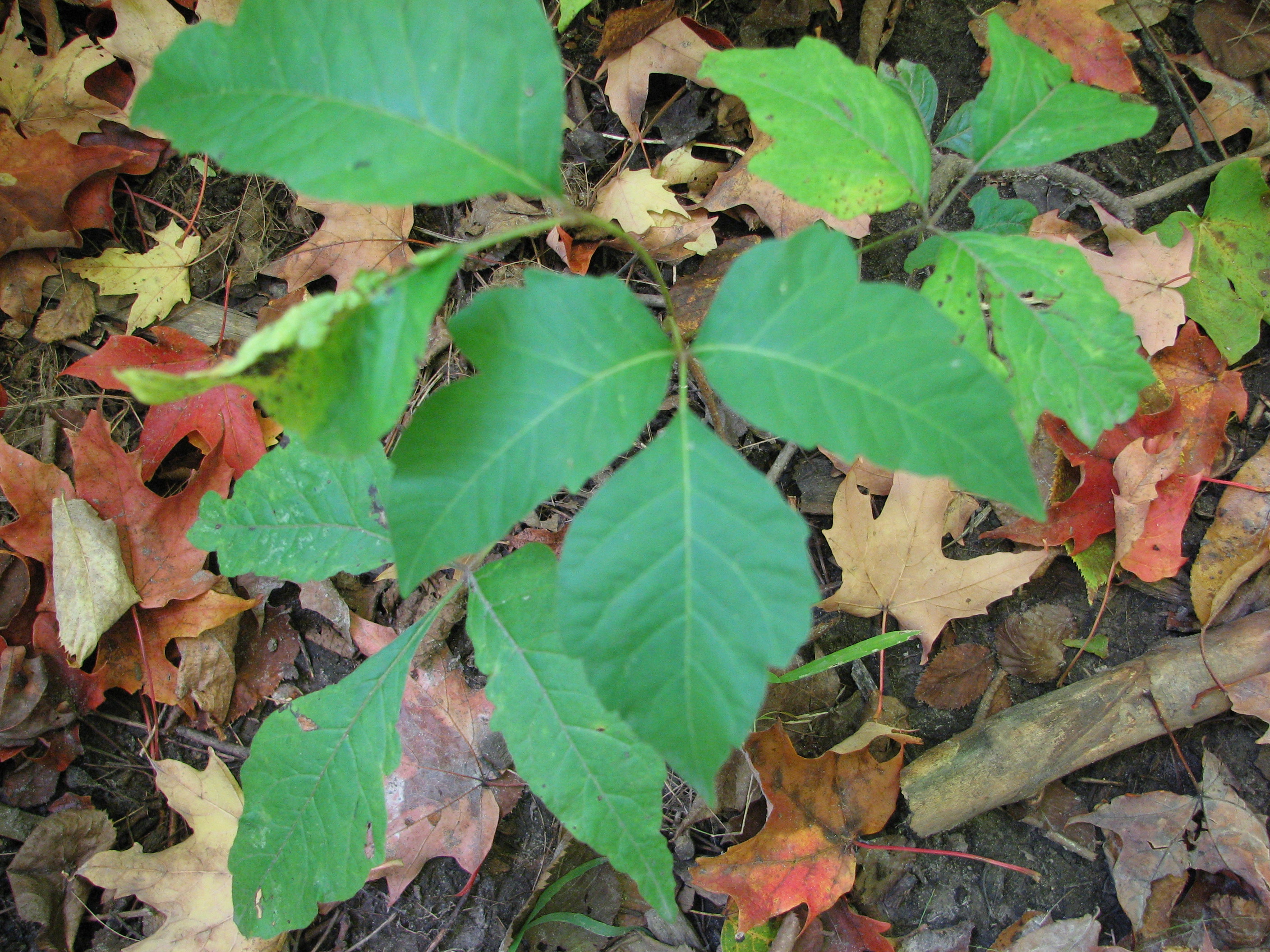Poison ivy primer | Lake County Nature