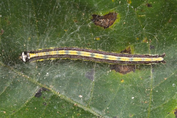 poisonivy caterpillar