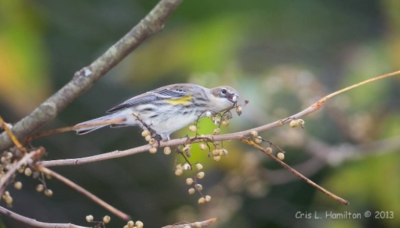 YRWA_eating_PI_berries_rsz_crish