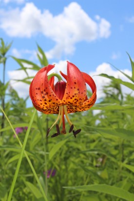 LILMIC-MISA-20140706-002