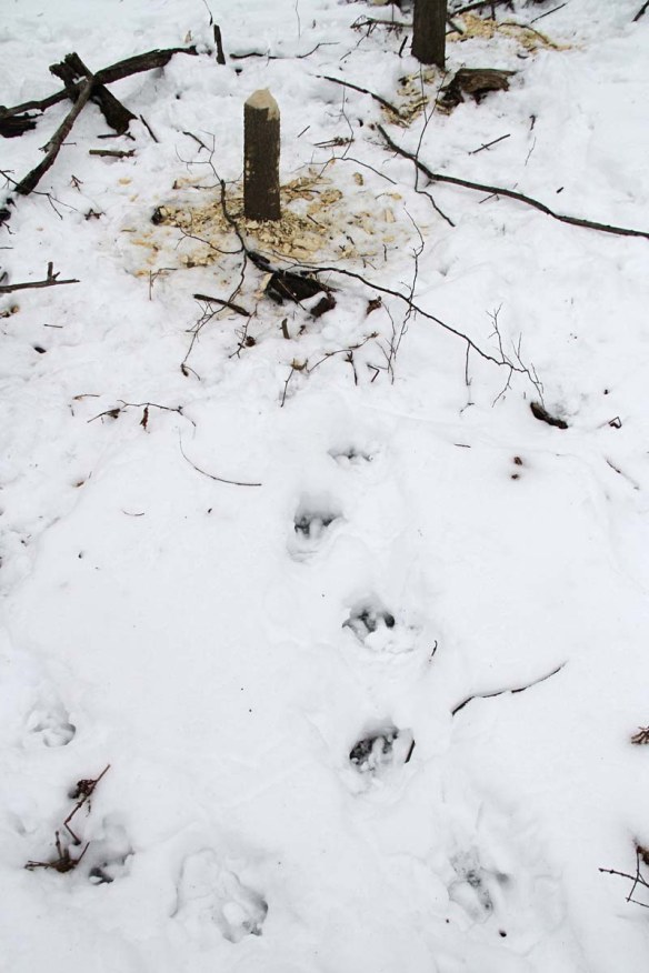beaver-tracks-in-snow-img_3255