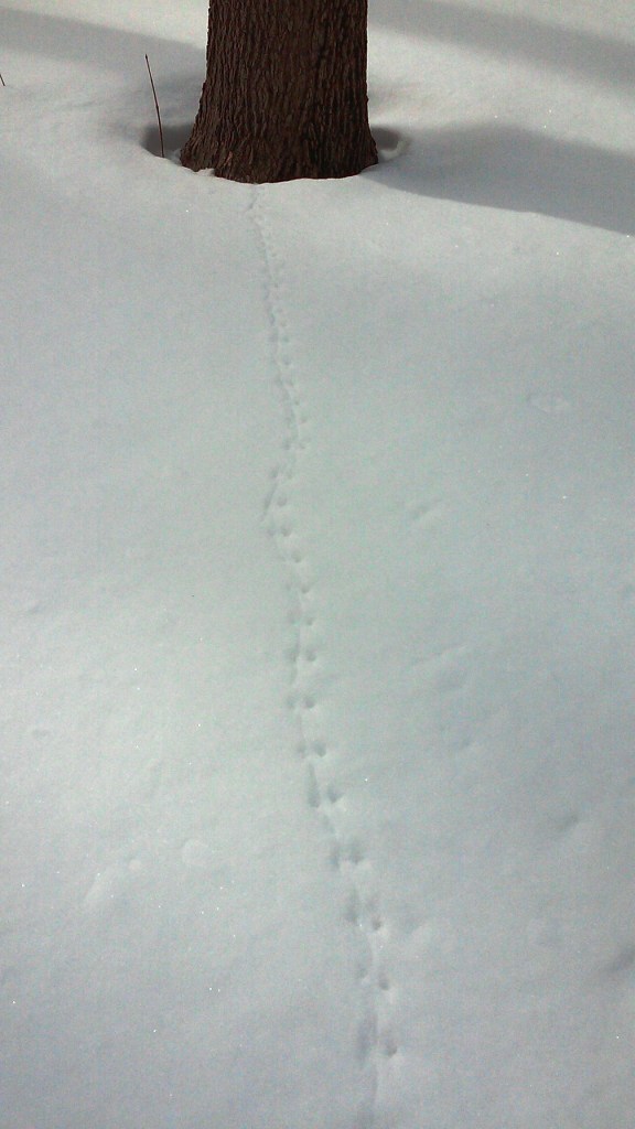 mouse tracks