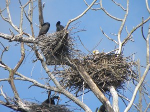 bald eagles at fox river preserve and marina