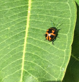 11895246_10153550791992173_2329148809482208802_o