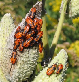 milkweed bug larvae on milkweed