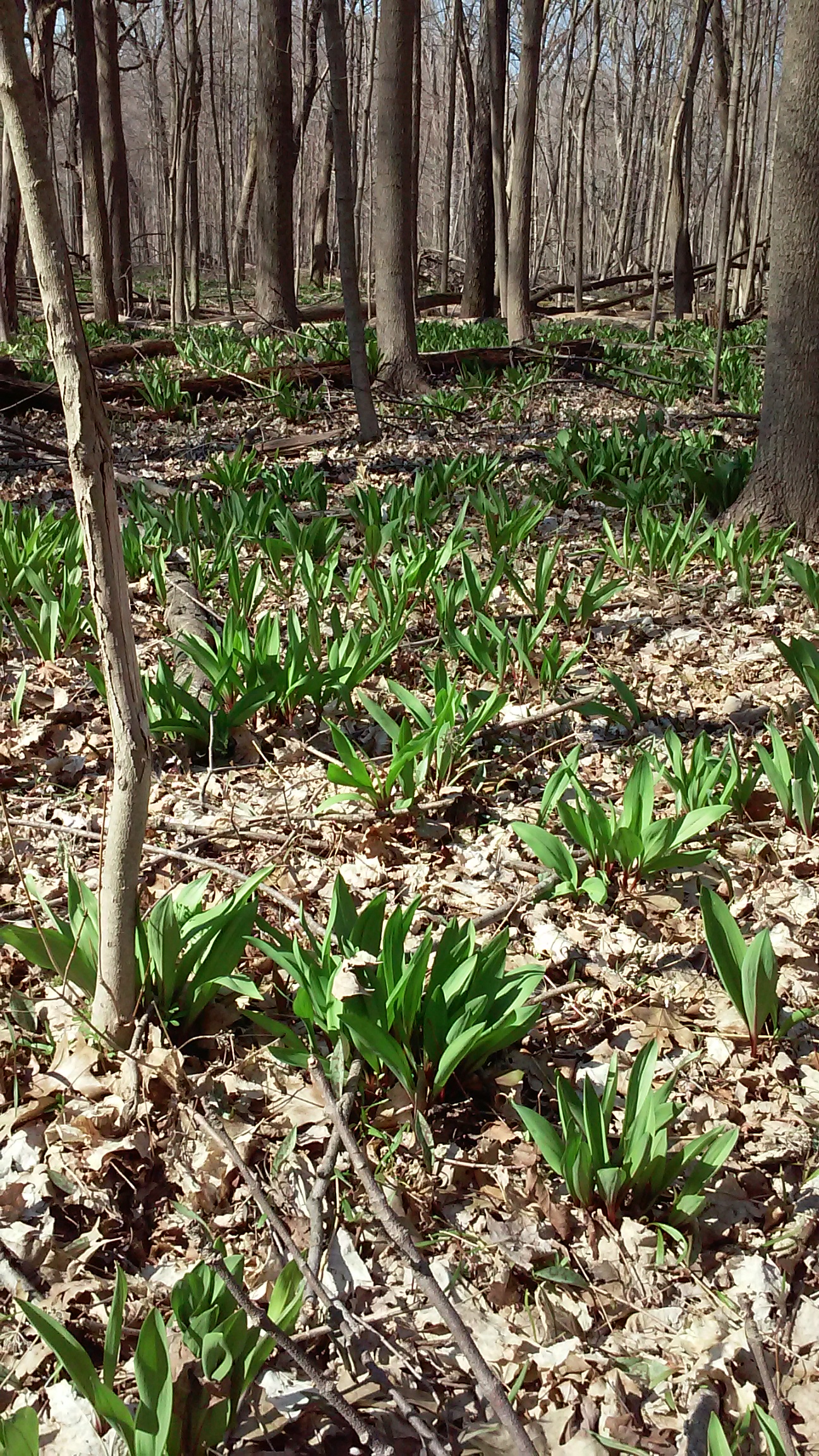 Wild leek leaves emerging. The blooms come later in summer. Photo © Lake County Forest Preserves. 20160414_100031