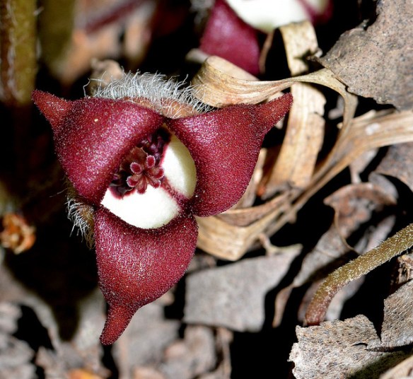 8809945966_2257d8ef56_z