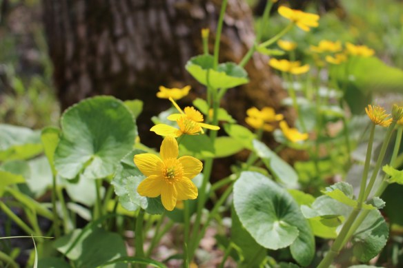 CALTPA-GWCP-20140510-001