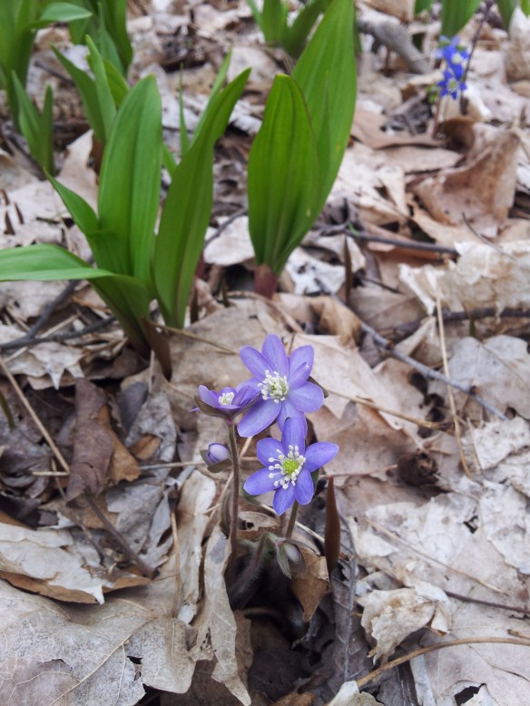 RCA-20130415-hepatica-001