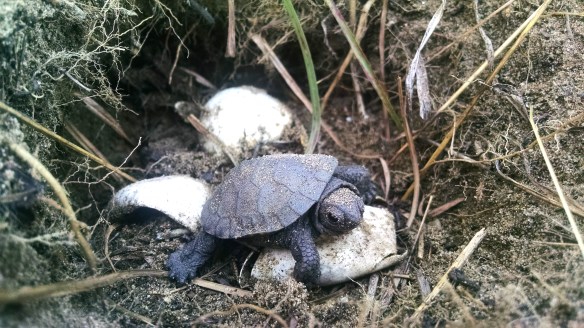 IMG_20140929_110741687-CK