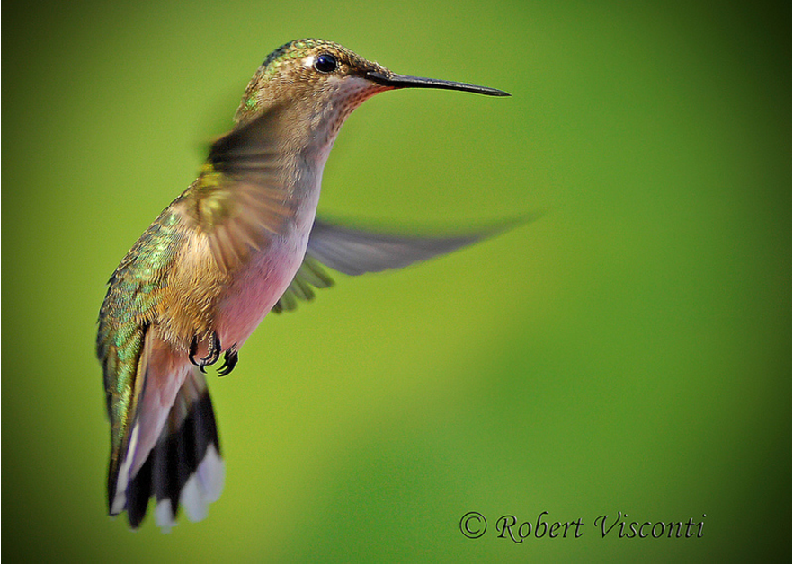 Screen Shot 2016-08-22 at 11.46.50 AM