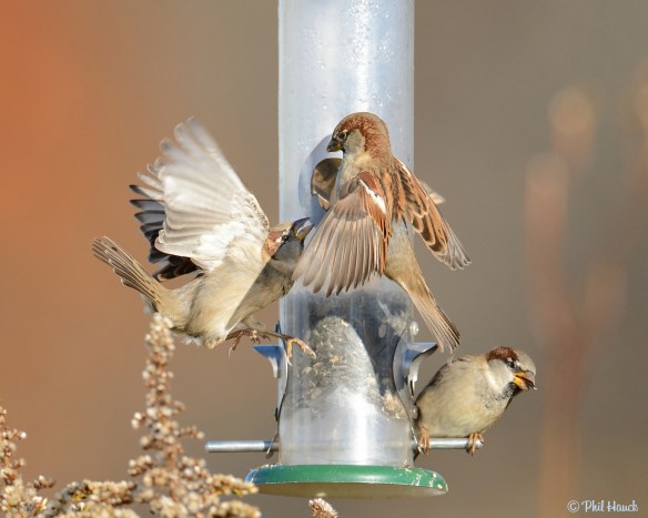 "Rumble at the Feeder." Photo © Phil Hauck via the Lake County Forest Preserves group flickr pool. 8133197634_f09d083757_k