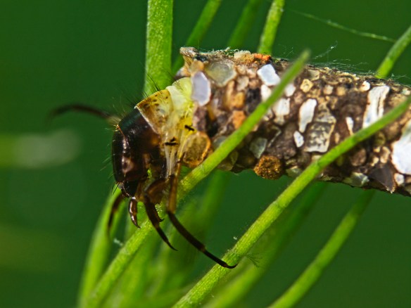 Underwater close up of a caddy fly larva