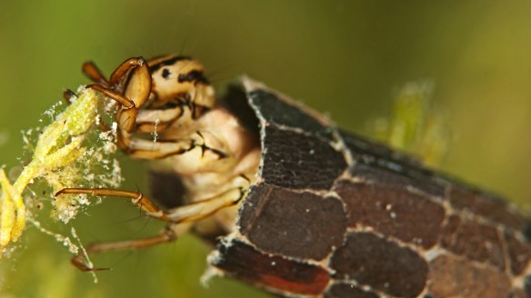 Underwater close up photography of a caddis fly larva.