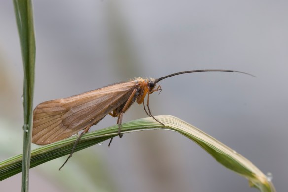 Adult caddisfly on grass.