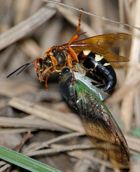 In midair, a cicada killer wasp catches her prey. Photo © Mark Dreiling 2008.