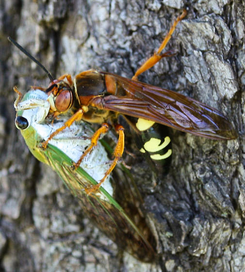 A cicada killer wasp drags a cicada up a tree for the return flight to her burrow. Photo © Shannon Weis 2010.