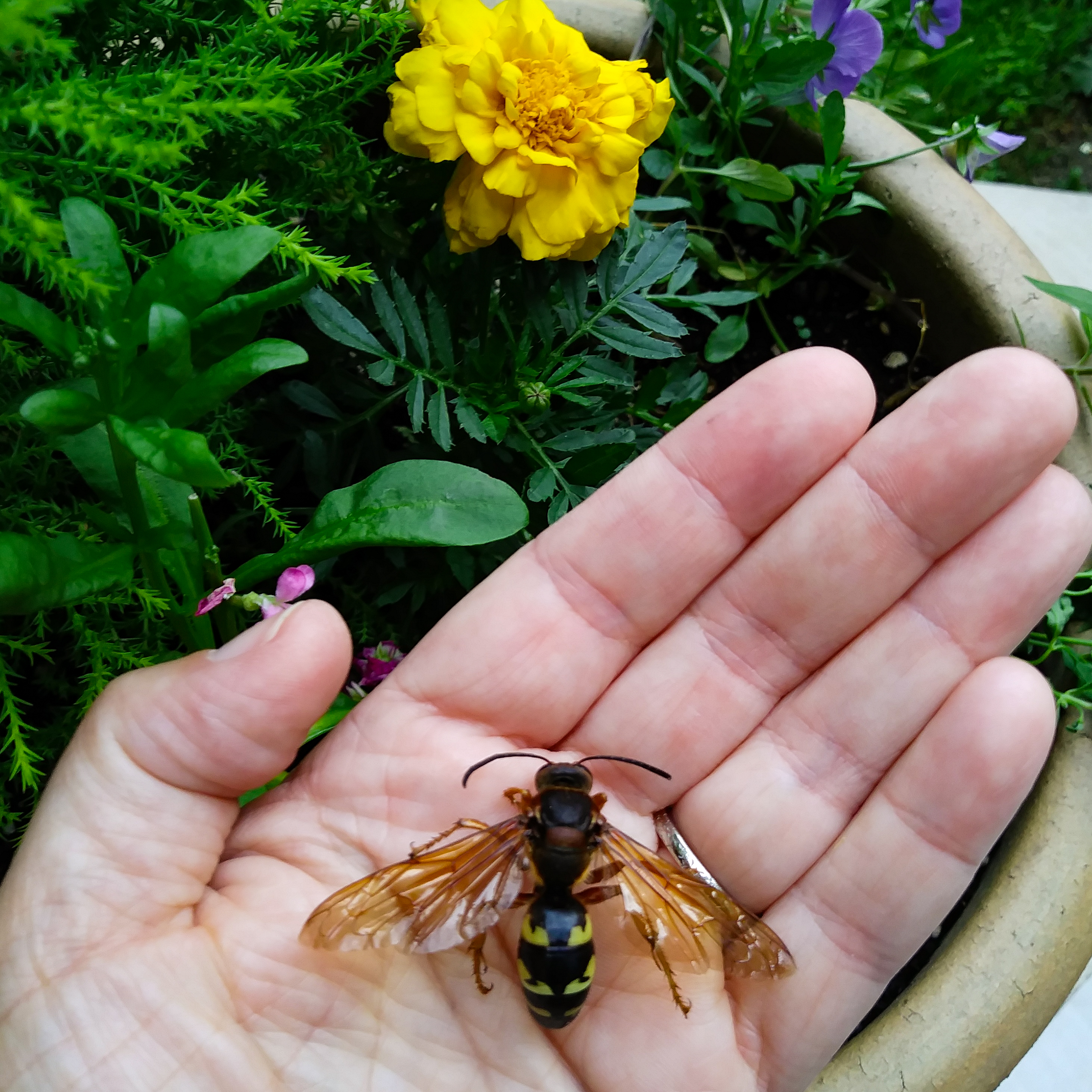 The author holds a dead cicada killer wasp in her palm. Photo © Lake County Forest Preserves.