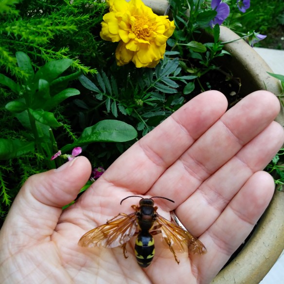 The author holds a dead cicada killer wasp in her palm. Photo © Lake County Forest Preserves.