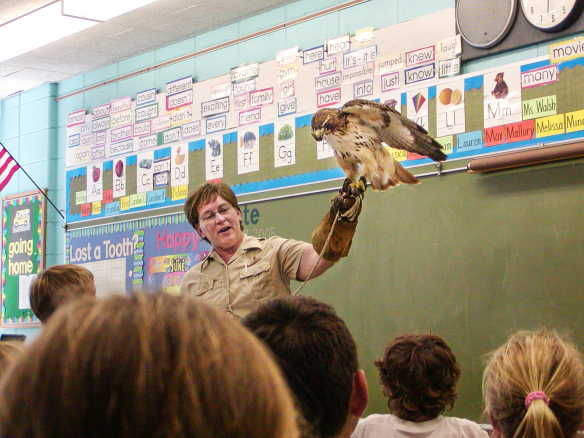 The hawk has participated in countless school programs throughout her long life. Photo © Lake County Forest Preserves.