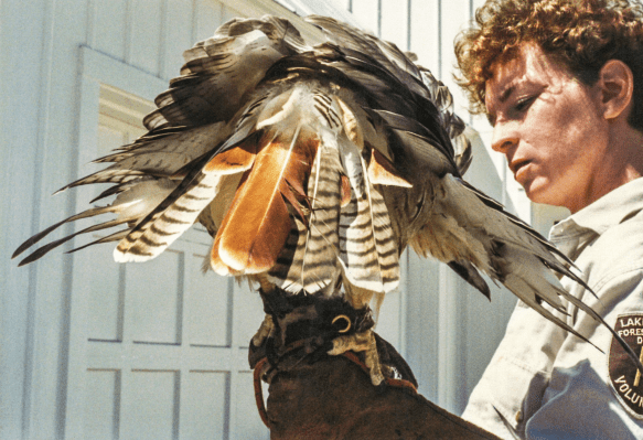 Starting as a volunteer, Environmental Educator II Jill Stites has worked with the hawk for nearly three decades. Photo © Lake County Forest Preserves.