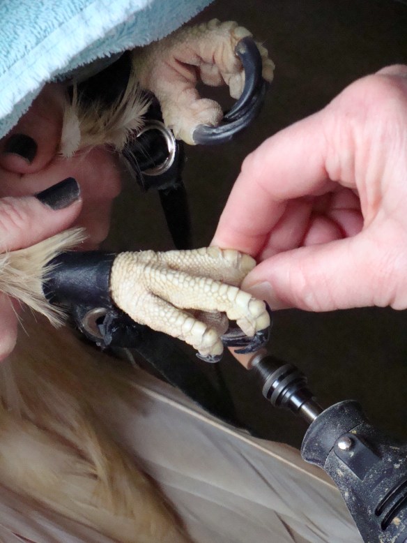 Staff trim the hawk's talons and beak safely and regularly. Photo © Lake County Forest Preserves.