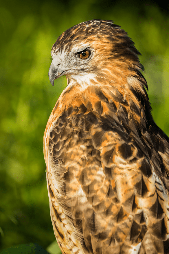 Visit Ryerson Welcome Center (Riverwoods) to see the hawk in her mews. Photo © Jeff Goldberg.