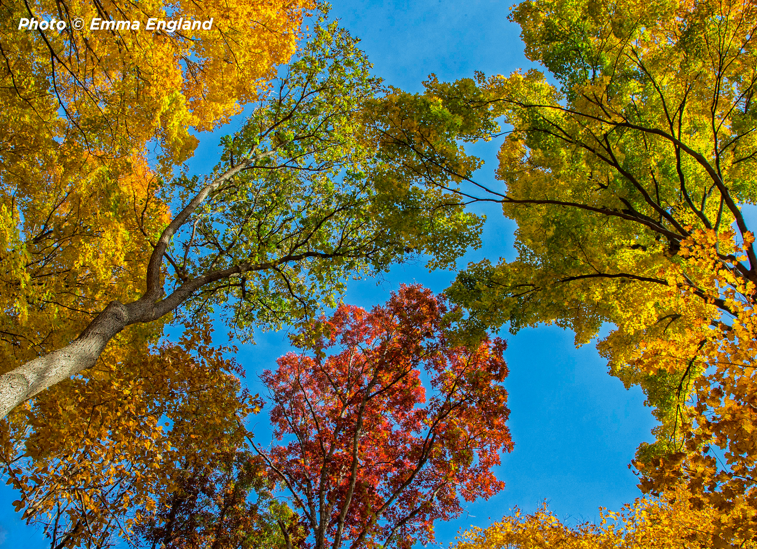 Looking skyward at the crowns of color in Ryerson Conservation Area (Riverwoods). Photo © Emma England.