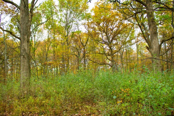 Buckthorn keeps its leaves longer in the fall than most of the native plants surrounding it. Photo © Lake County Forest Preserves.