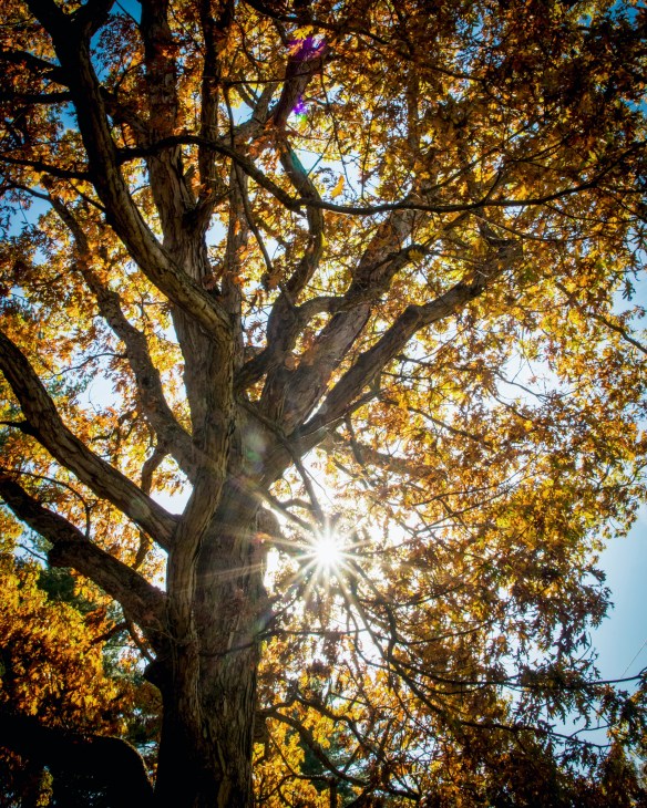 Take time to appreciate the majesty of an oak in its fall fashion. Photo © Thomas James Caldwell.